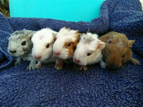 3 female piggies. . Baby guinea pigs for sale